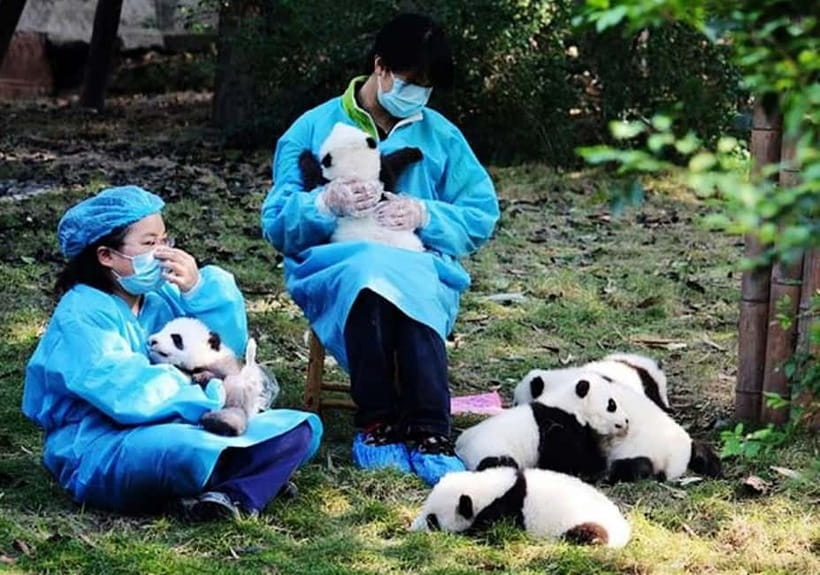 Chengdu: Panda Research Base Ticket or Volunteer Day Trip - The nursery and feeding-time advantage