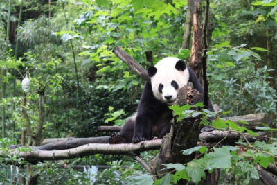 Panda Research Base Ticket or Volunteer Day Trip
