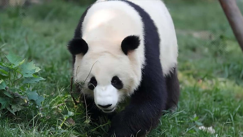 Chengdu: Panda Research Base Ticket or Volunteer Day Trip - The Panda musical adds Sichuan culture