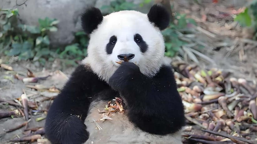Chengdu: Panda Research Base Ticket or Volunteer Day Trip - Panda Planet turns pandas into light and sound