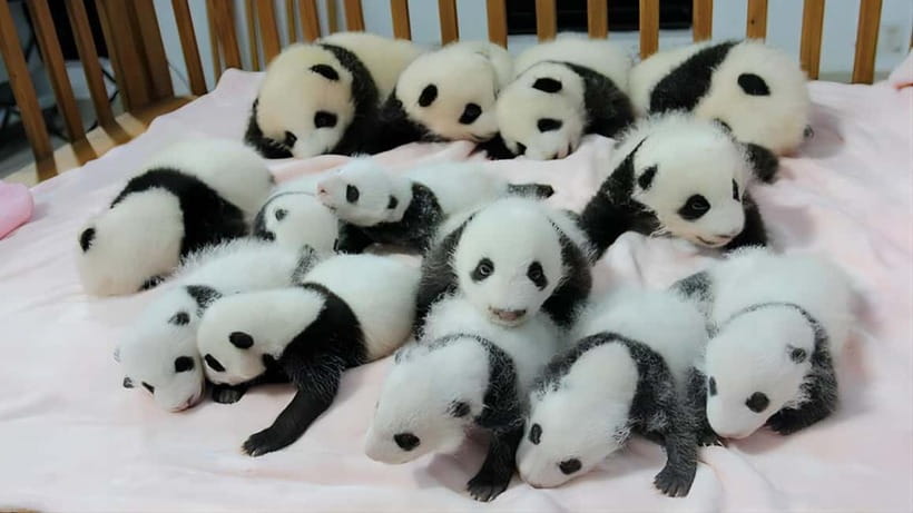 Chengdu: Panda Research Base Ticket or Volunteer Day Trip - What a volunteer day actually adds