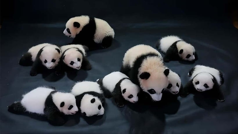 Chengdu: Panda Research Base Ticket or Volunteer Day Trip - Crowds, ticket checks, and the small print that matters