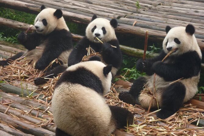 Chengdu Panda Research Base Tickets And Optional Private Tour - Giant pandas, red pandas, and the best viewing hours