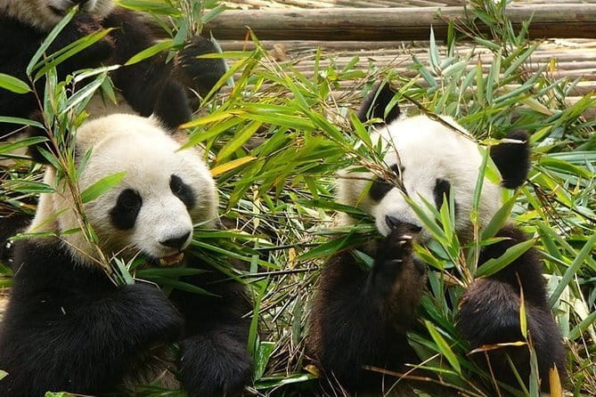 Chengdu Private Day Tour to Emei Mountain with Lunch and Cable Car Ride - Practical Details Before You Reserve