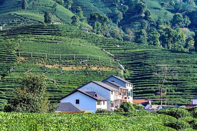 Flexible Hangzhou Private Tour from Shanghai by Bullet Train - Longjing tea country and a local lunch