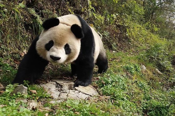 Giant Panda and Buddha 1 day tour - How the guides shape the day
