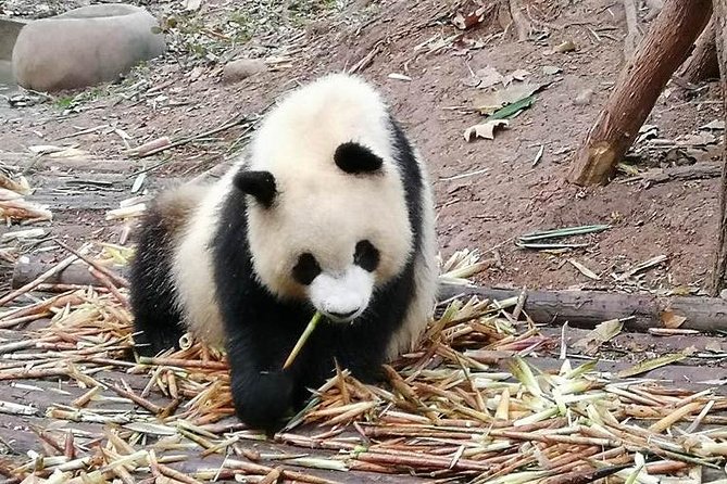 Giant Panda and Buddha 1 day tour - Who should book this experience