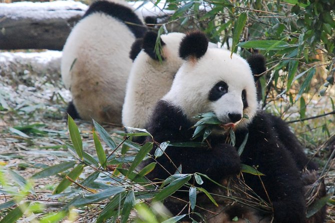 Giant Panda and Buddha 1 day tour - The long road to Leshan