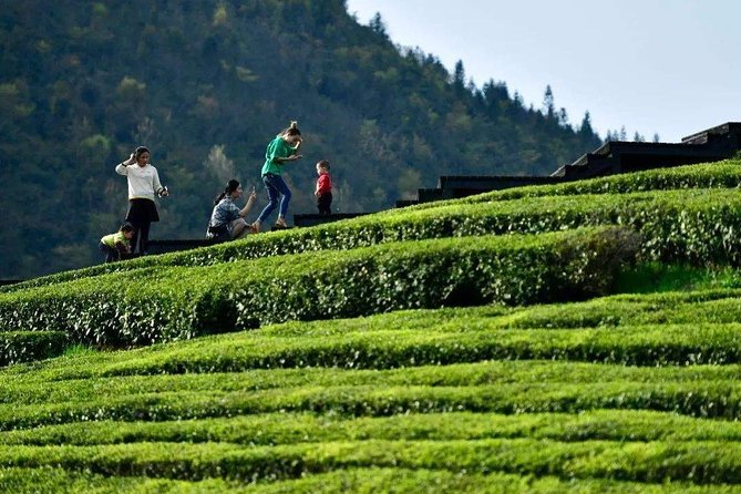 Half-Day Flexible Private Hangzhou Highlight Tour - Longjing tea fields bring the countryside close