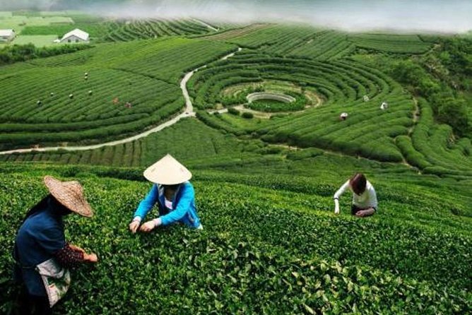Hangzhou Private Customized Day Trip from Shanghai by Bullet Train - Lingyin Temple, the day’s cultural high point