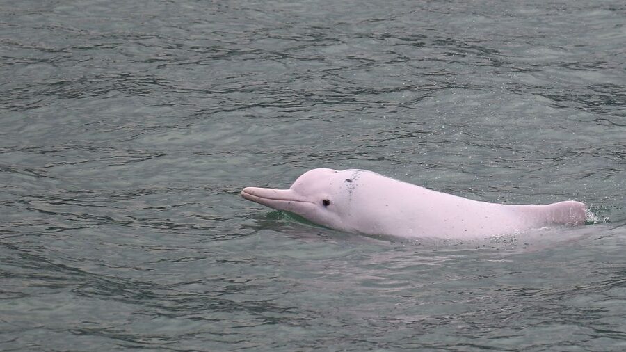 Hong Kong: Dolphin Cruise, Big Buddha & Lantau Island Tour - Why this Lantau day trip works