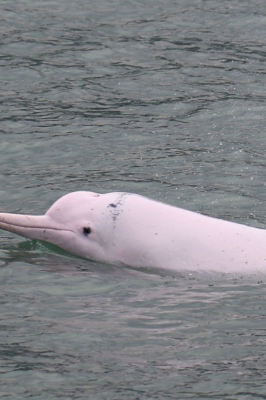 Hong Kong: Dolphin Cruise, Big Buddha & Lantau Island Tour - Getting to Lantau by train and bus