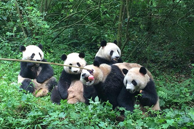 Leshan Buddha + Panda Base or Old Tea House Private Day Tour - Timing, comfort, and the long road back