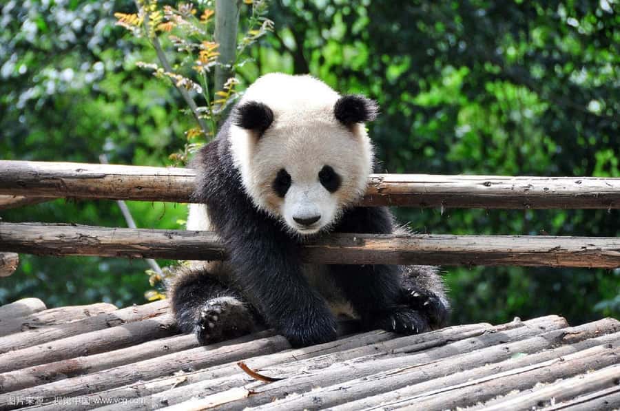Leshan Grand Buddha Scenic Area and Panda Park Day Tour - Key points to know before you book