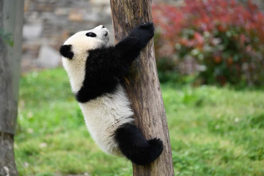 Leshan Grand Buddha Scenic Area and Panda Park Day Tour - Who should book this day tour?