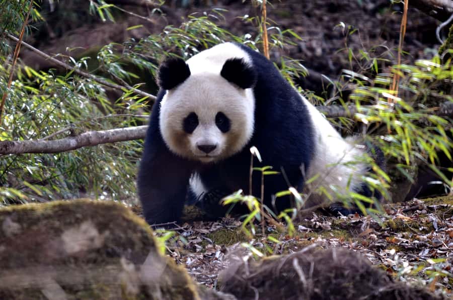 Leshan Grand Buddha Scenic Area and Panda Park Day Tour - Why this Chengdu day trip works