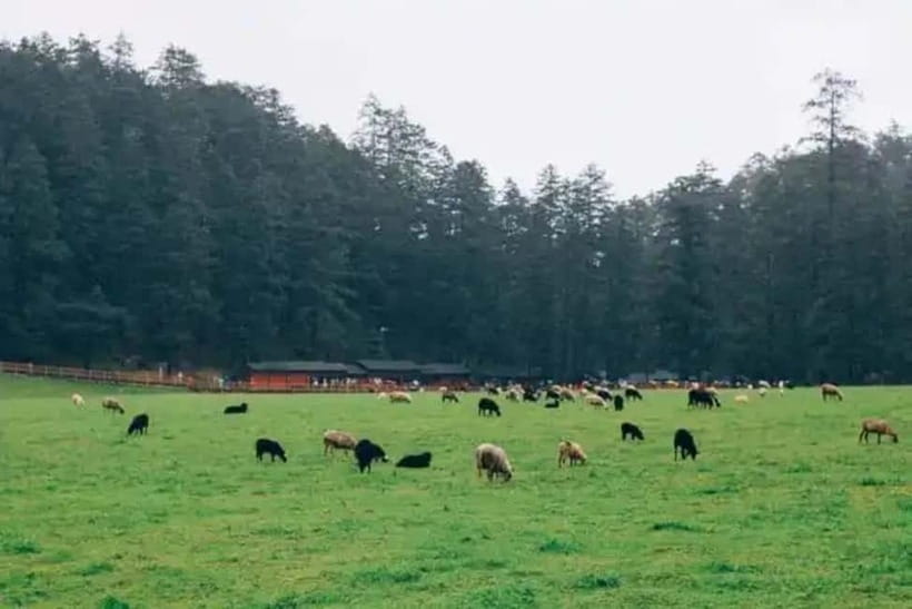 Lijiang: Jade Dragon Snow Mountain + Impression Lijiang - Choosing Glacier Park or Spruce Meadows