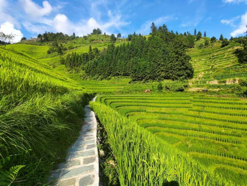 Longji Rice Terraces: Full-Day Private Tour from Guilin - Why Longji is worth a full day from Guilin