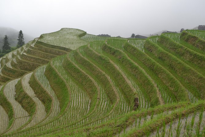Longji Rice Terraces with Minority Village Private Day Tour - A 9 a.m. pickup and a two-hour mountain drive