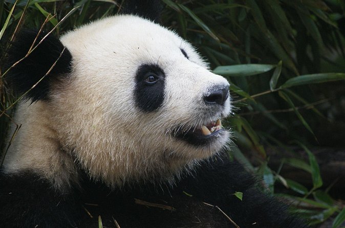 Mini Group: Half-Day Chengdu Pandas Guided Tour - Small-group transport and the private upgrade