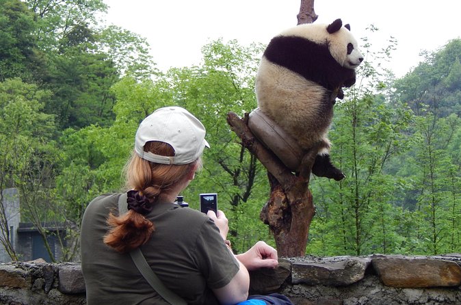 Mini Group: Half-Day Chengdu Pandas Guided Tour - The hotpot stop and what you really pay for