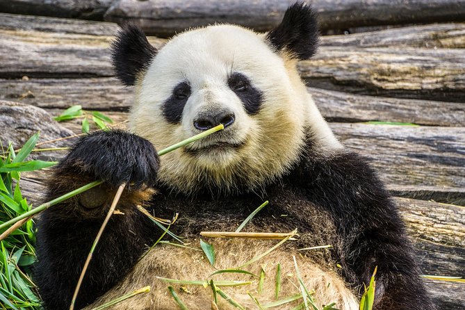 Mini Group: Half-Day Chengdu Pandas Guided Tour - Is $122 a fair price?