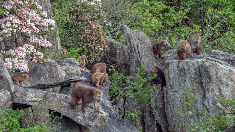 Mount Huangshan: Highlights Tour in Huangshan full-day - Who should choose this tour