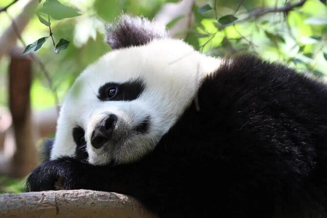 One Day Trip to Chengdu Panda Base and Leshan Buddha Tour - The private car is the real product
