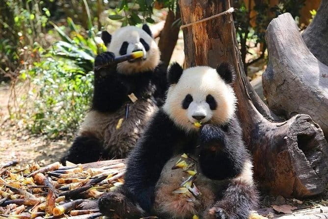 One Day Trip to Chengdu Panda Base and Leshan Buddha Tour - Practical details before you go
