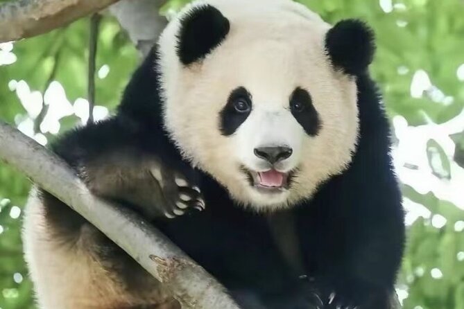 Panda, Leshan, and Emei Mountain 2-day tour - A long day on Mount Emei