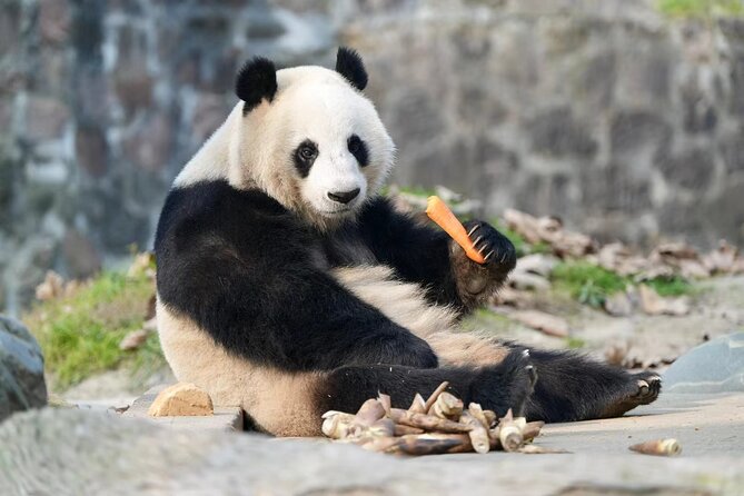 Panda, Leshan, and Emei Mountain 2-day tour - Who should book this two-day Chengdu tour