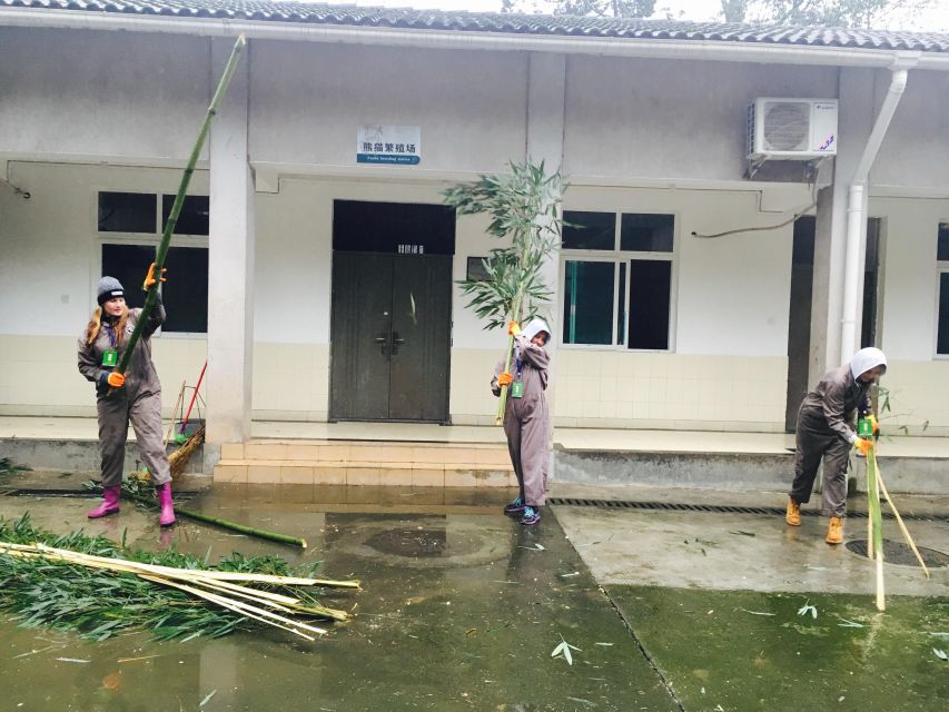 Panda Volunteer Project Day Trip(Wolong/Du Jiang Yan) - Cleaning, bamboo, and the working morning