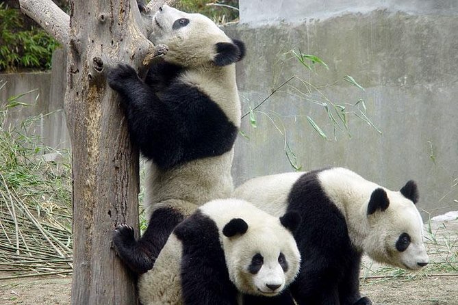 Private Chengdu Day Tour: Giant Pandas and Jinsha Site Museum - The 8:00 a.m. start at the panda base