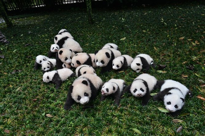 Private Chengdu Highlights Day Trip: Panda Base and City from Chongqing by Train - The 8 a.m. start and the bullet train from Chongqing