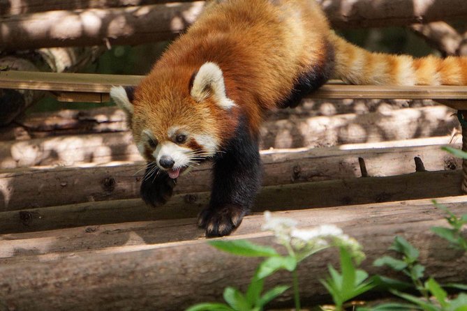Private Full-Day Tour: Chengdu City Highlights - Why this private Chengdu day works