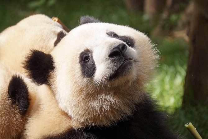 Private Full-Day Tour: Chengdu City Highlights - Wenshu Monastery and Chengdu’s Buddhist side
