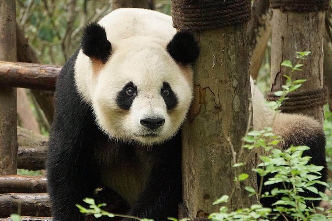 Private Full-Day Tour: Chengdu City Highlights - Three hours with Chengdu’s giant pandas