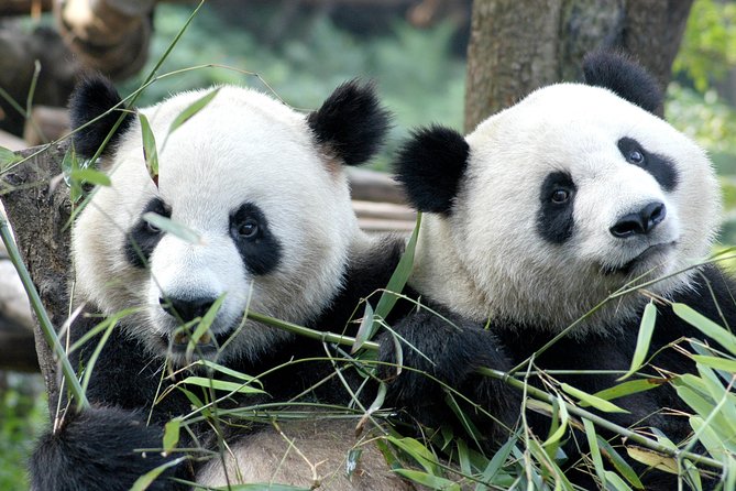 Private Half-Day Chengdu Panda Breeding Center Tour with Optional Volunteer - Why an early morning panda visit works best