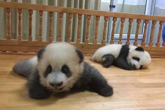 Private Half-Day Chengdu Panda Breeding Center Tour with Optional Volunteer - From tiny cubs to full-grown pandas