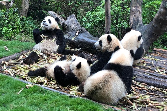 Private Half-Day Chengdu Panda Breeding Center Tour with Optional Volunteer - The optional volunteer visit at Dujiangyan