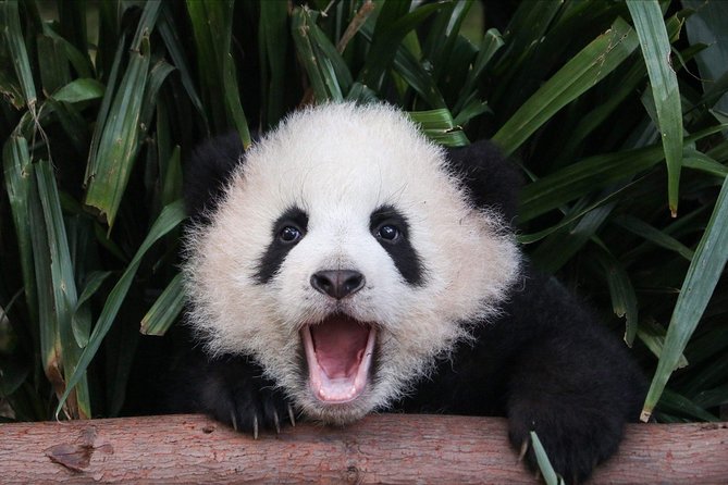 Private Panda Tour with Cooking Class One-day Trip - Key points at a glance