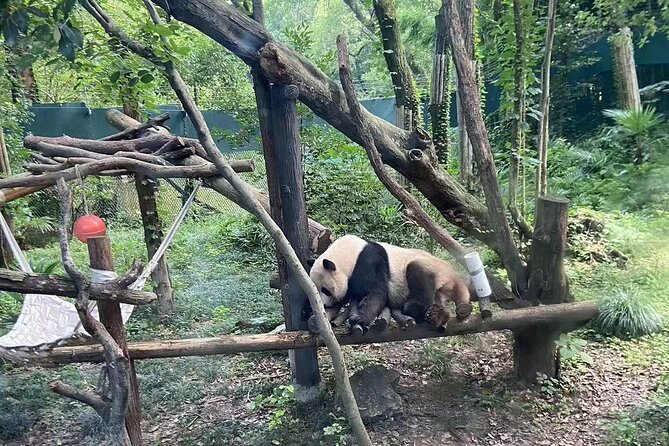 Private Zhujiajiao Water Town Tour with Shanghai Zoo and Panda - Starting at Shanghai Zoo