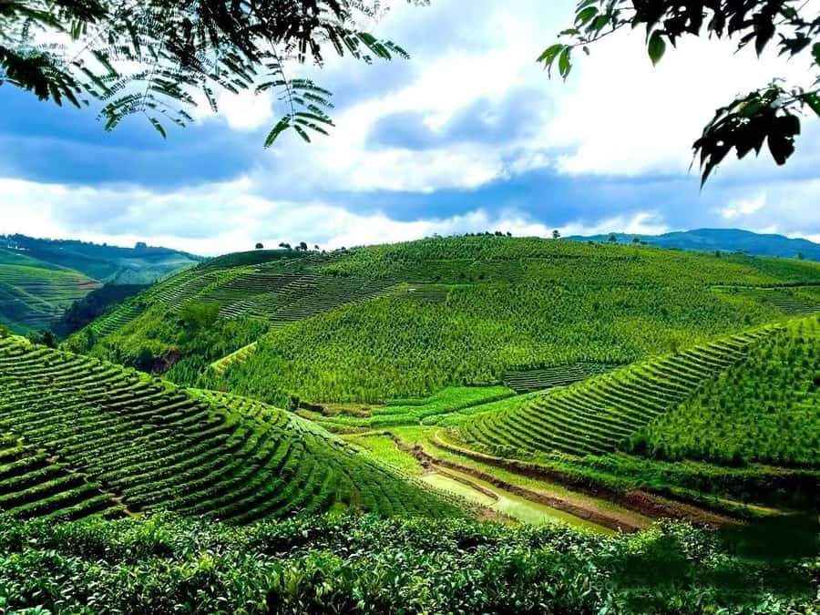 Puer Tea Picking and Tasting | 6 Hour Morning Trip - Why the tea fields near Pu’er are worth the drive