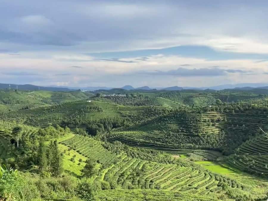 Puer Tea Picking and Tasting | 6 Hour Morning Trip - Starting with Maxime and a small-group ride