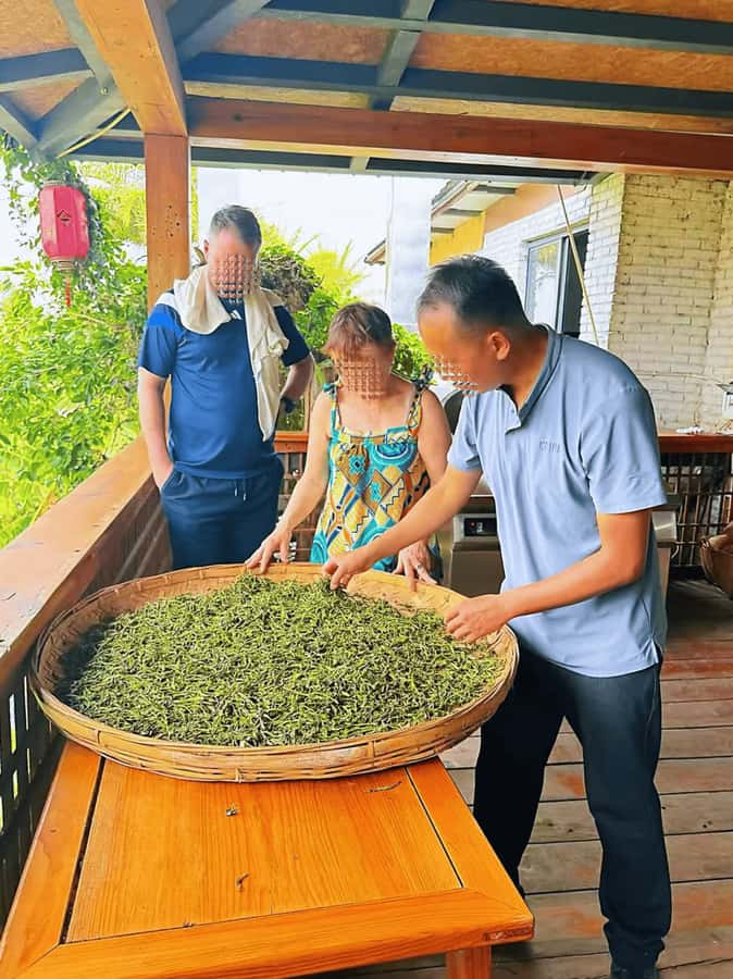 Puer Tea Picking and Tasting | 6 Hour Morning Trip - Tasting raw, aged, candy, and red tea