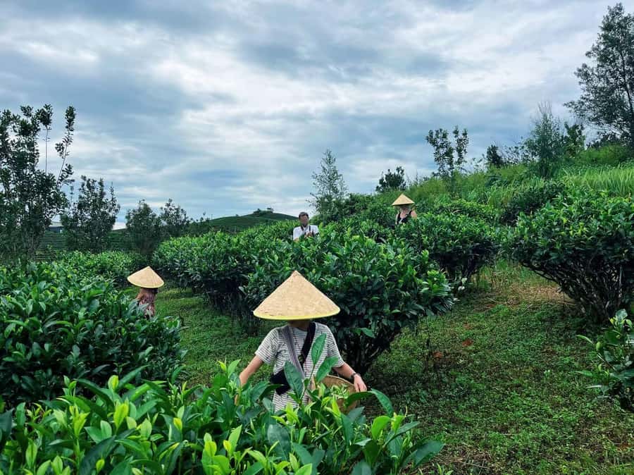 Puer Tea Picking and Tasting | 6 Hour Morning Trip - Walking through the plantation and picking the right leaves