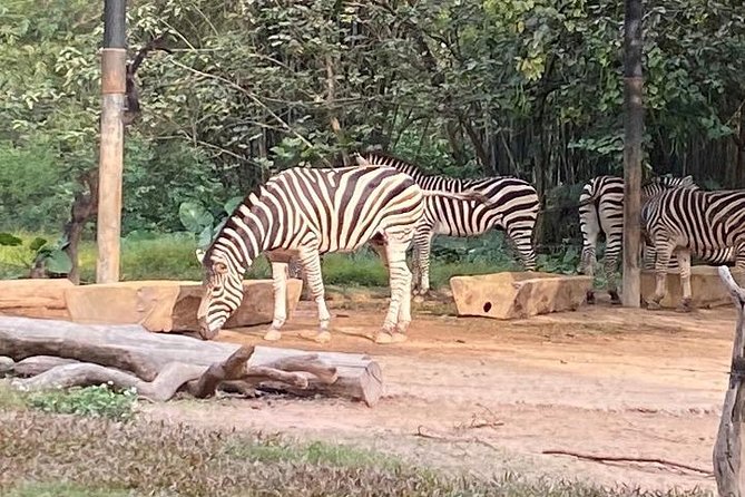 See Panda Guangzhou Chimelong Safari Park and Circus Private Tour - Dinner in the Chimelong resort area