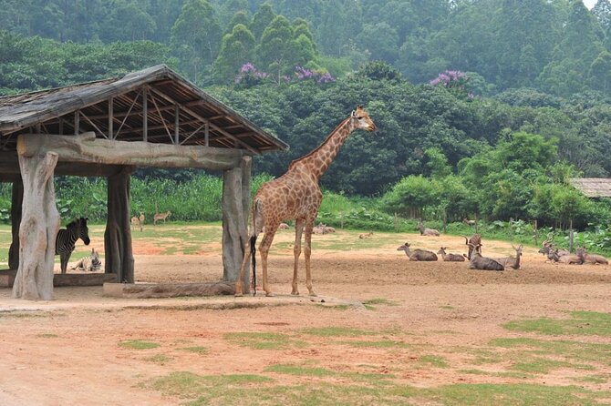 See Panda Guangzhou Chimelong Safari Park and Circus Private Tour - A route designed around your group