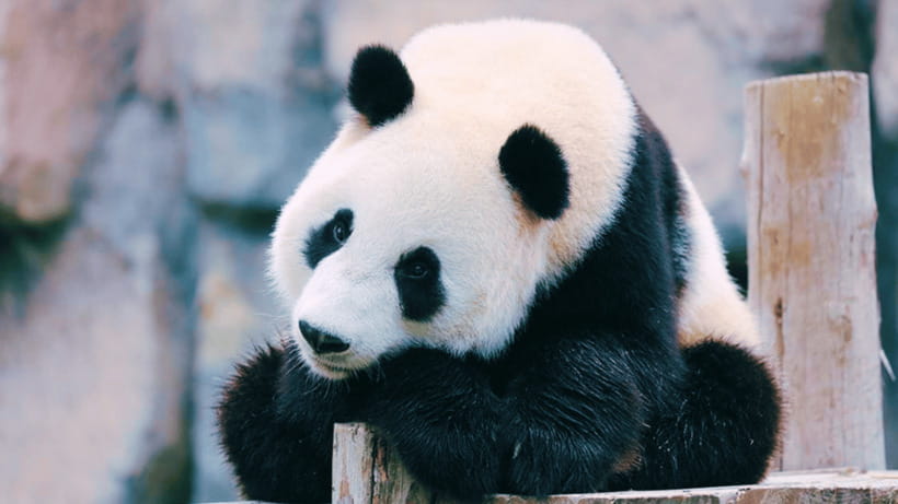 Shanghai: Wild Animal Park Ticket - Key points to know before you go