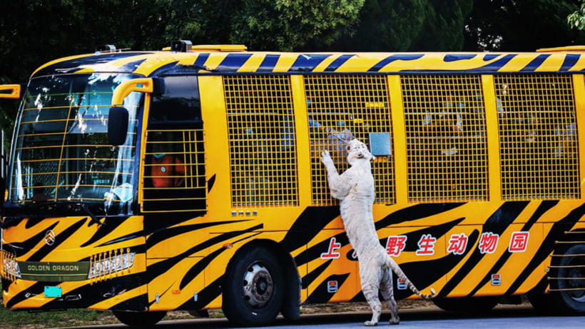 Shanghai: Wild Animal Park Ticket - What makes Shanghai Wild Animal Park different